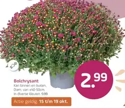 Coppelmans Bolchrysant aanbieding