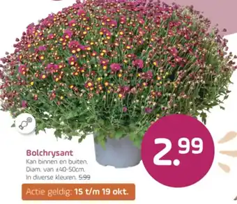 Coppelmans Bolchrysant aanbieding