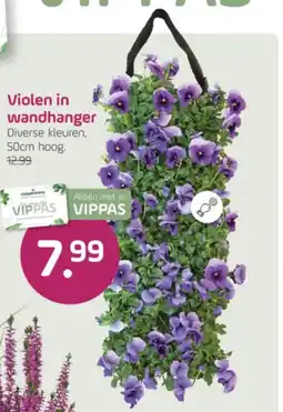 Coppelmans Violen in wandhanger aanbieding