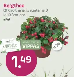 Coppelmans Bergthee aanbieding