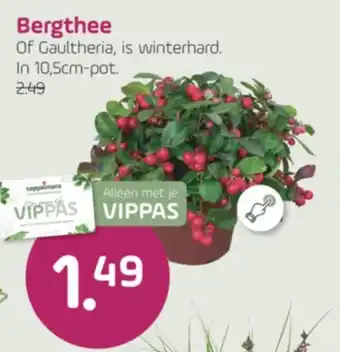 Coppelmans Bergthee aanbieding