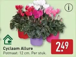 ALDI Cyclaam Allure aanbieding