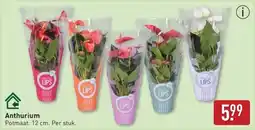 ALDI Anthurium aanbieding