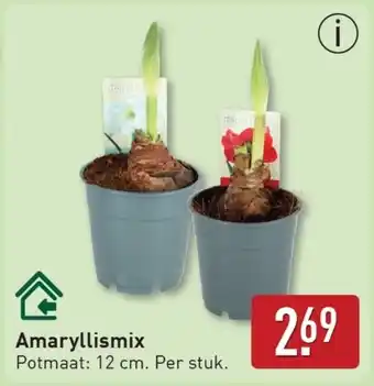 ALDI Amaryllismix aanbieding