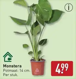 ALDI Monstera aanbieding