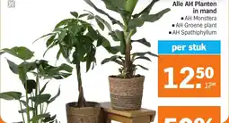 Albert Heijn Alle AH Planten in mand aanbieding