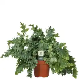 Welkoop Varenmix - Kamerplant - ⌀ 17 cm aanbieding