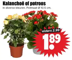 Dirk Kalanchoë of potroos aanbieding