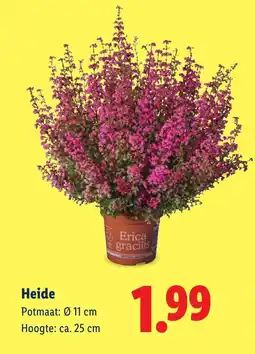Lidl Heide aanbieding