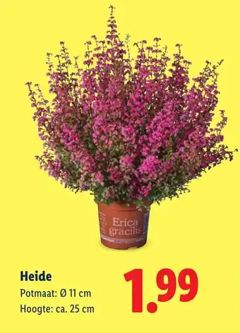 Lidl Heide aanbieding