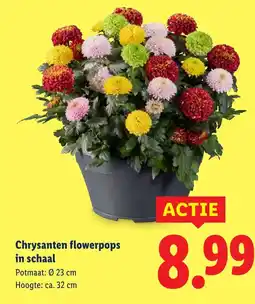 Lidl Chrysanten flowerpops in schaal aanbieding