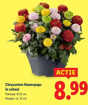 Lidl Chrysanten flowerpops in schaal aanbieding