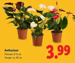 Lidl Anthurium aanbieding