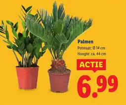 Lidl Palmen aanbieding