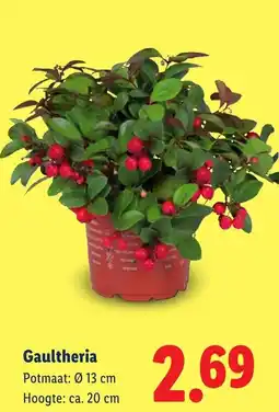 Lidl Gaultheria aanbieding