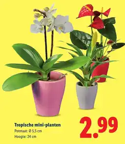 Lidl Tropische mini planten aanbieding