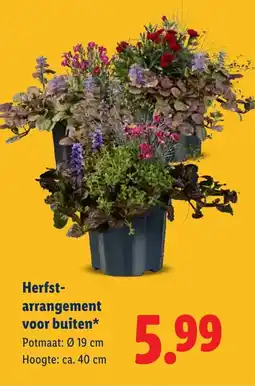 Lidl Herfst arrangement voor buiten aanbieding