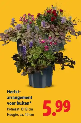 Lidl Herfst arrangement voor buiten aanbieding