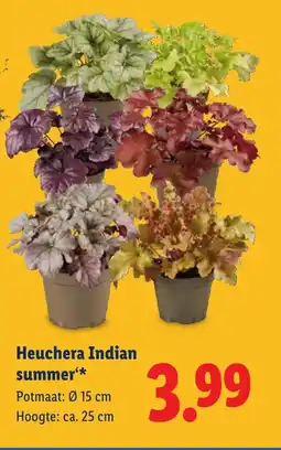 Lidl Heuchera Indian summer aanbieding