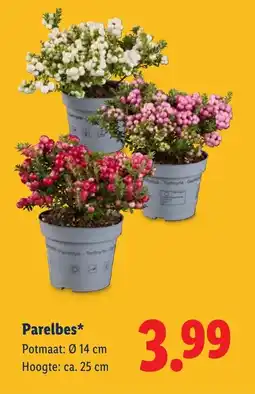 Lidl Parelbes aanbieding