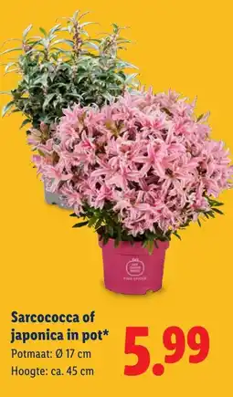 Lidl Sarcococca of japonica in pot aanbieding