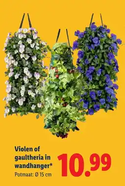 Lidl Violen of gaultheria in wandhanger aanbieding