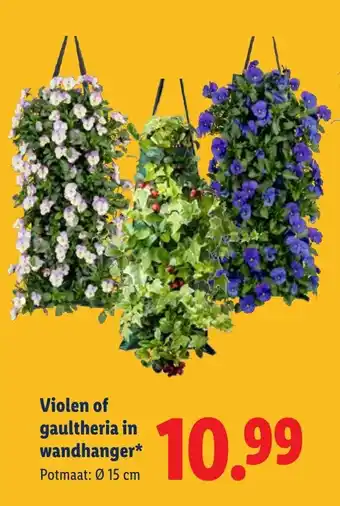Lidl Violen of gaultheria in wandhanger aanbieding