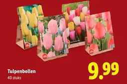 Lidl Tulpenbollen aanbieding