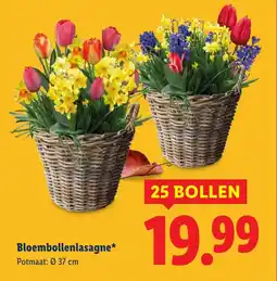 Lidl Bloembollenlasagne aanbieding