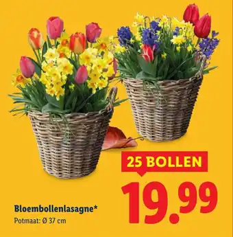Lidl Bloembollenlasagne aanbieding