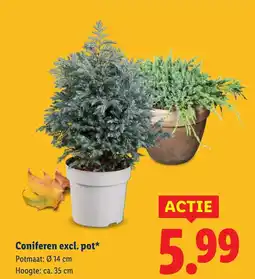 Lidl Coniferen excl pot aanbieding