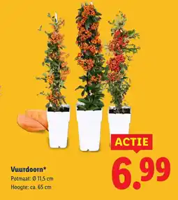 Lidl Vuurdoorn aanbieding