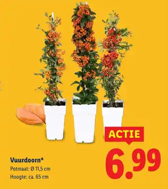 Lidl Vuurdoorn aanbieding
