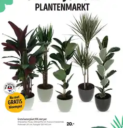 Jumbo Grote kamerplant XXL met pot aanbieding