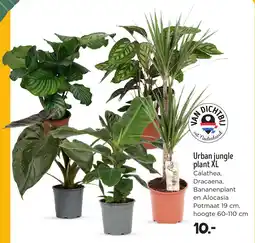 Jumbo Urban jungle plant XL aanbieding