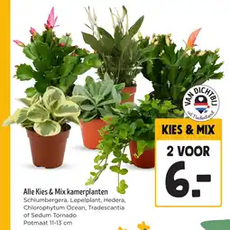 Jumbo Alle Kies & Mix kamerplanten aanbieding