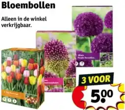 Kruidvat Bloembollen aanbieding