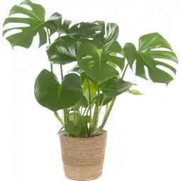 Albert Heijn AH Monstera in mand aanbieding