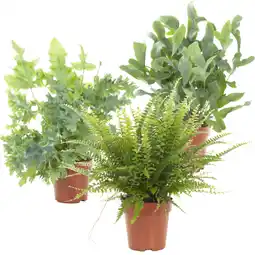 Albert Heijn AH Air so pure plant aanbieding