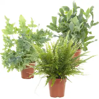 Albert Heijn AH Air so pure plant aanbieding
