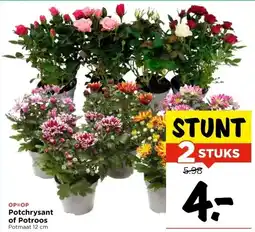 Vomar Voordeelmarkt Potchrysant of Potroos aanbieding