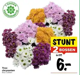 Vomar Voordeelmarkt Tros- chrysanten aanbieding