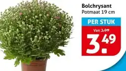 Hoogvliet Bolchrysant aanbieding
