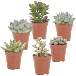 Albert Heijn AH Mini cactus aanbieding