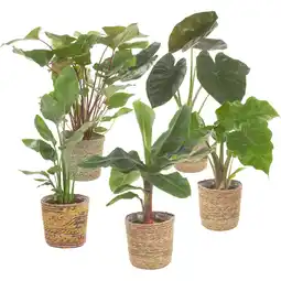 Albert Heijn AH Spathiphyllum in mand aanbieding