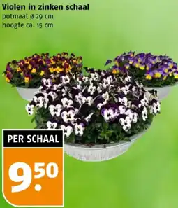 Poiesz Violen in zinken schaal aanbieding