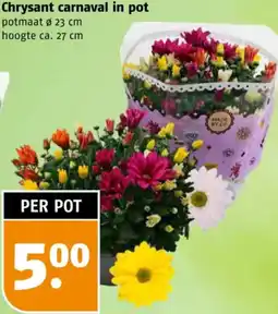 Poiesz Chrysant carnaval in pot aanbieding