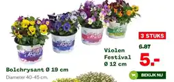 Welkoop Violen Festival aanbieding