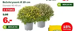 Welkoop Bolchrysant aanbieding