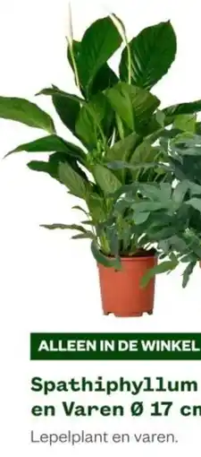 Welkoop Spathiphyllum en Varen aanbieding